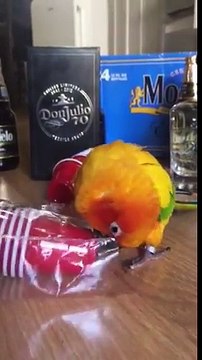 Hilarant : la réaction de ce perroquet avec un gobelet !