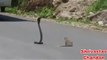 Viral Indian Animal Fight - Snake and Mongoose fight in India