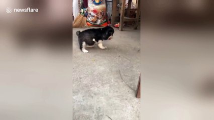 Husky puppy born with three legs is happiest dog alive!