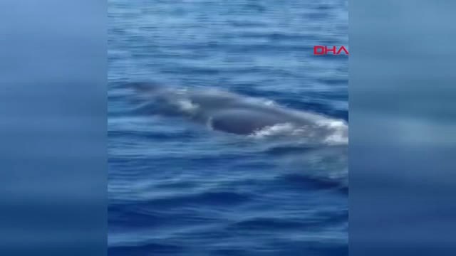 Muğla Fethiye Açıklarında Balina Görüntülendi