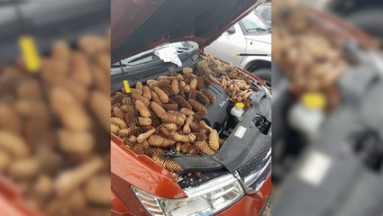 New GM Engine Options, Squirrel Stash, DIY Speed Camera, Utah's Last Part Yard, And Trackhawk Time