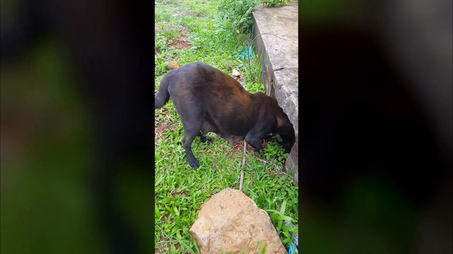 Rescuing Puppy Litter From Drain