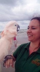 Cockatoo Loves the Ocean More than Anything