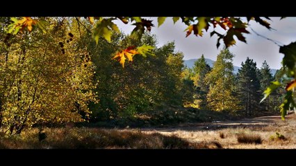 Nuri Bilge Ceylan'ın yeni filmi 'Ahlat Ağacı'ndan ilk fragman