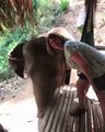 Un elephant donne un coup de tête à cette femme