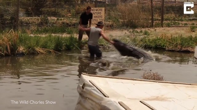 Ce gros alligator n'aime pas qu'on le filme ... Livestreamer presque dévoré