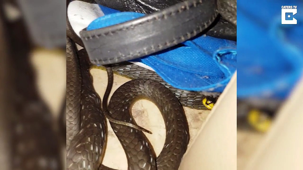 Un serpent se cache dans un tiroir à ceintures... il ne faut pas confondre