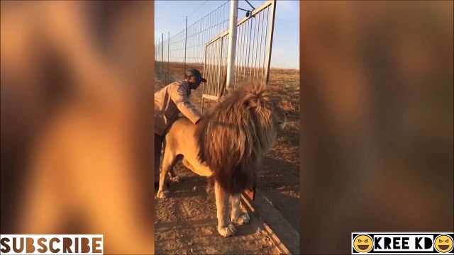 Ce gros lion refuse de sortir de son enclos... Obligé de le pousser
