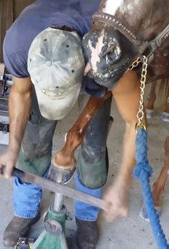 Ce cheval est amoureux du maréchal ferrant... Adorable