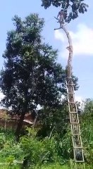 Il coupe un arbre et se rate complètement... Douloureux