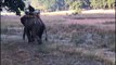 Un tigre s'en prend à un éléphant au Bandhavgarh National Park