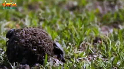 CHEETAH QUEEN OF THE SPEED - Documentary Films 2018 on Amazing Animals TV