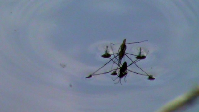 Les Gerris sont un genre d'insectes hémiptères hétéroptères même sous-ordre que les punaises peuvent se déplacer sur l'eau