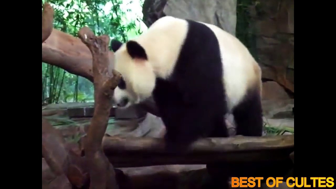 Quand les animaux se font des blagues