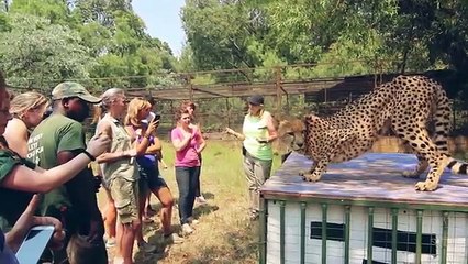 EPIC AFRICAN MUD WRESTLING // South Africa