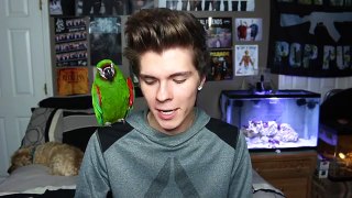 May Q&A w/ My Severe Macaw!