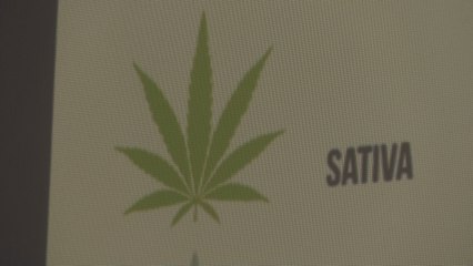 La biotecnología en el cannabis medicinal se extiende por el continente americano