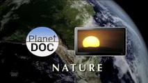 Southern Right Whales in Peninsula Valdés | Nature - Planet Doc Full Documentaries