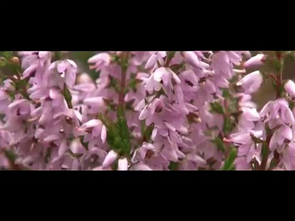 Popular Videos - Wild Britain with Ray Mears