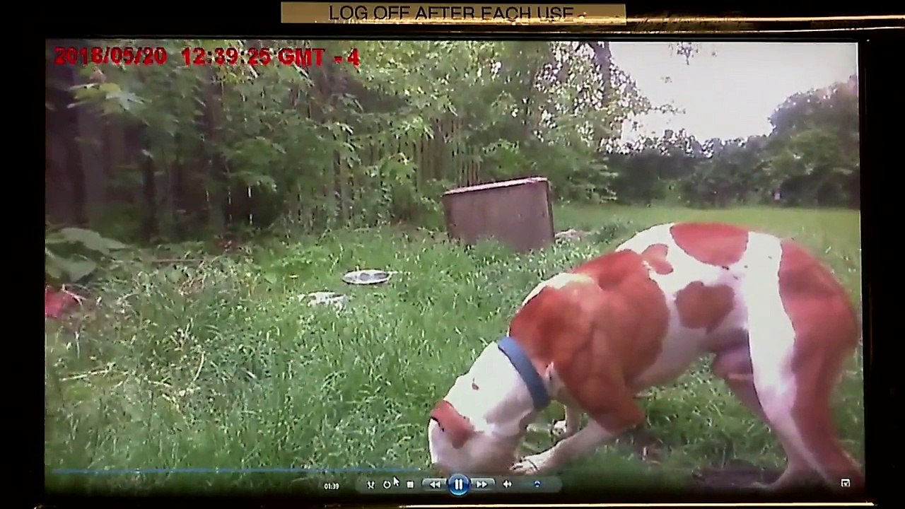 Woman Accused of Starving Dogs Blames Kids for Not Feeding Pets