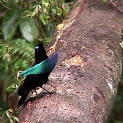 Paling Unik di Dunia, Perhatikan dalam menghadapi Musuh