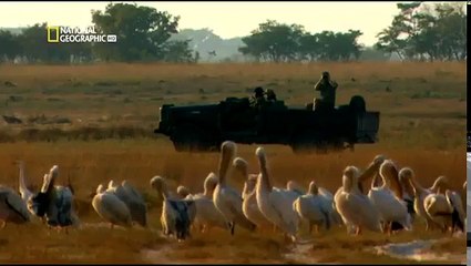 La Ultima Leona: una historia de sobrevivencia | Documental National Geographic part 1/2