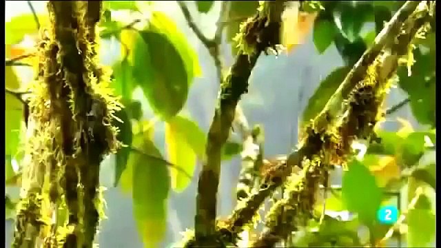 Tve documentales animales salvajes: Cazando en El Amazonas part 1/3