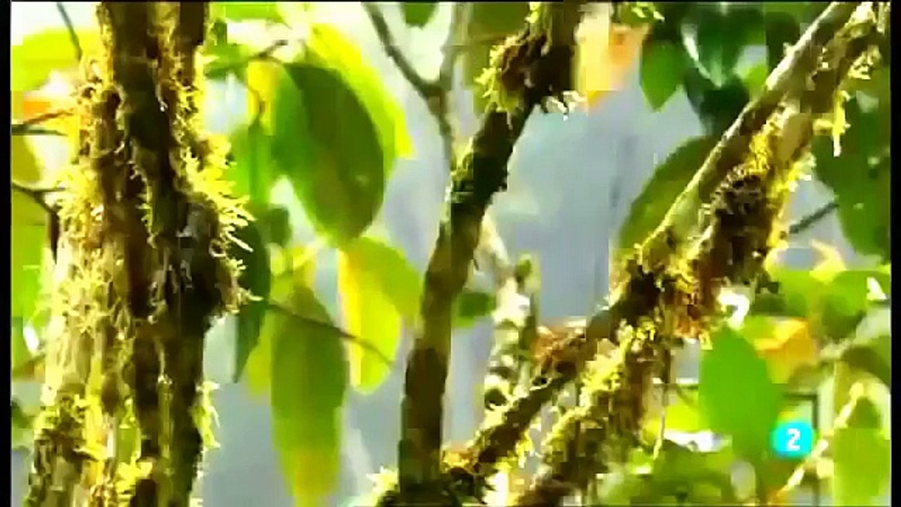 Tve documentales animales salvajes: Cazando en El Amazonas part 1/3