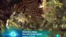 Grandes documentales   Cazadores de África La última batalla del leopardo, Grandes documentales   RT part 1/2