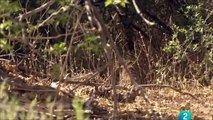 Grandes documentales   Cazadores de África La última batalla del leopardo, Grandes documentales   RT part 2/2