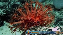10 Deep Sea Discoveries