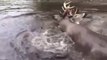 Rescue of Horn trapped Deers from a River...!!!Thrilling scenes...!!!