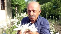 Akzambak çiçeğinin kilosu 120 lira, yağı 5 bin Avro