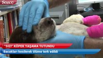 Yaralı köpeği hayvansever genç kurtardı
