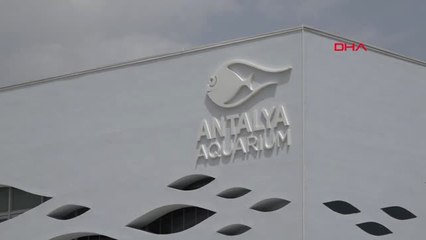 Antalya Dünyanın En Zehirli Kurbağası Antalya'daki Akvaryumda