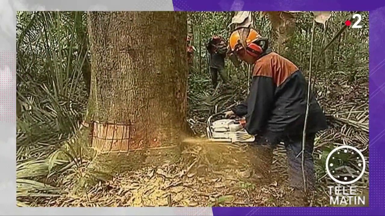 Actu Plus - La déforestation importée