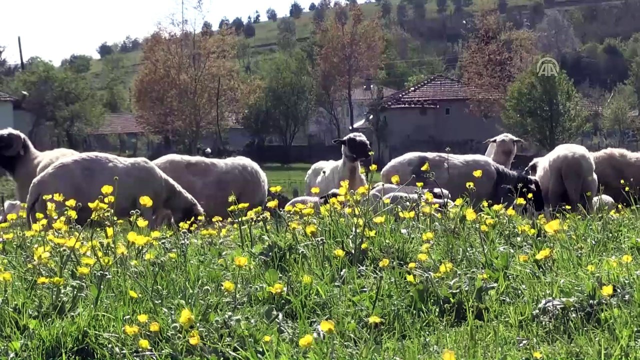 Karadeniz yaylaları canlanıyor - ORDU