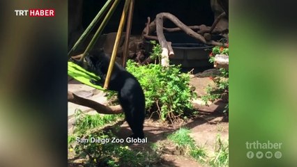 Yavru ayının salıncak keyfi