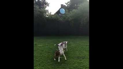 Balonla oynayan köpeklerin mutluluğu
