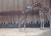 Milwaukee County Zoo Welcomes New Giraffe Calf
