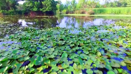 Türkiye'nin en büyük longozu ziyaretçilerini bekliyor - BURSA