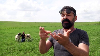 Kangallar yurt dışında da ilgi görüyor - SİVAS