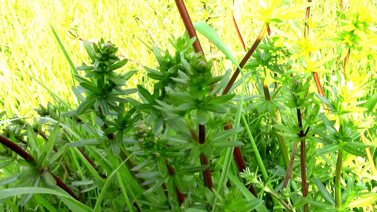 Wildkräuterführer für Anfänger 2 | Löwenzahn, Labkraut, Vogelmiere | Trocknen für den Winter