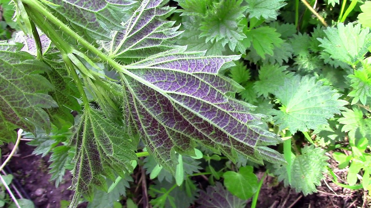 Wildkräuterführer für Anfänger 1 | Giersch, Brennnessel, Gras | Wanderimpressionen