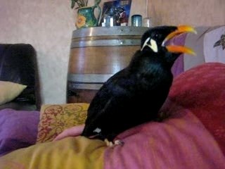 toujours titou qui parle et qui rigole vers la fin