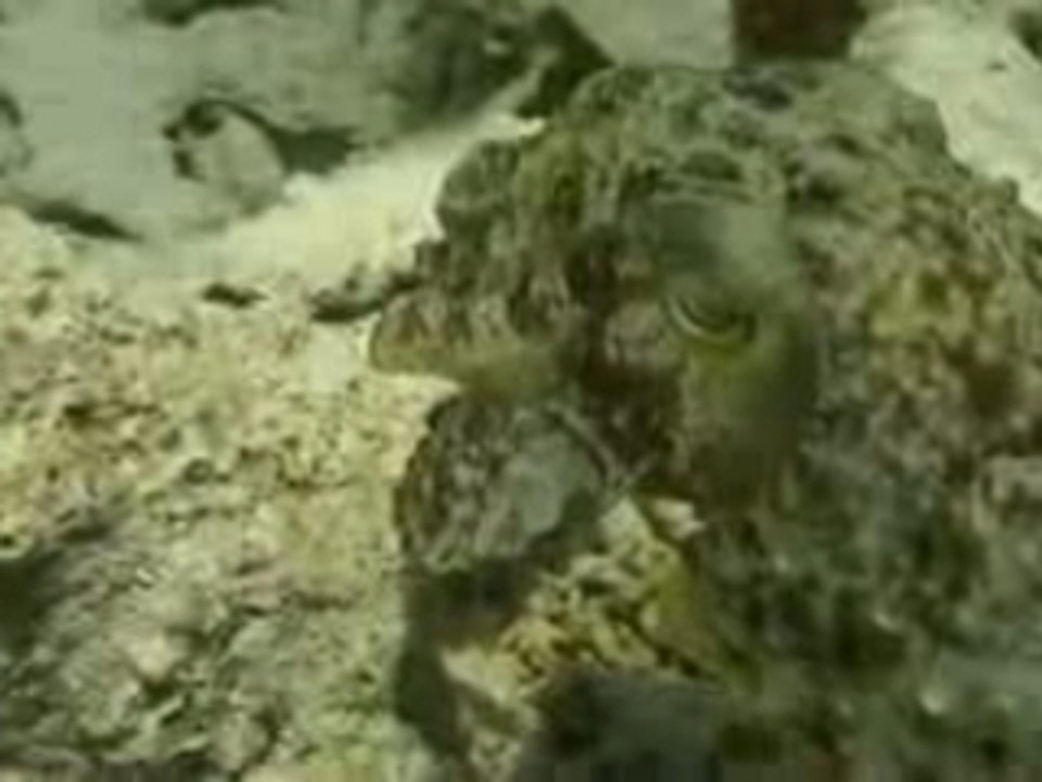 Sibuan