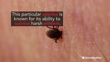 Invasive tick species found in New Jersey survives winter