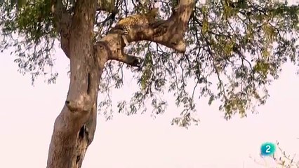 Download Video: LA ÚLTIMA BATALLA DEL LEOPARDO   CAZADORES DE ÁFRICA   ANIMALES SALVAJES Documental Fauna part 1/2