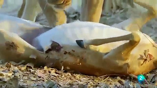 LA ÚLTIMA BATALLA DEL LEOPARDO CAZADORES DE ÁFRICA ANIMALES SALVAJES Documental Fauna part 2/2