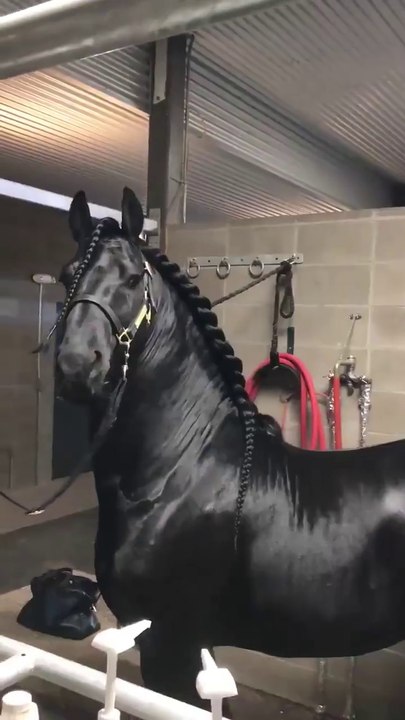 Ce cheval est MAGNIFIQUE... Etalon de compétition